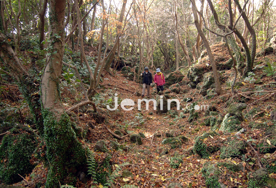 전형적인 곶자왈 지형을 보이는 화순곶자왈 전경