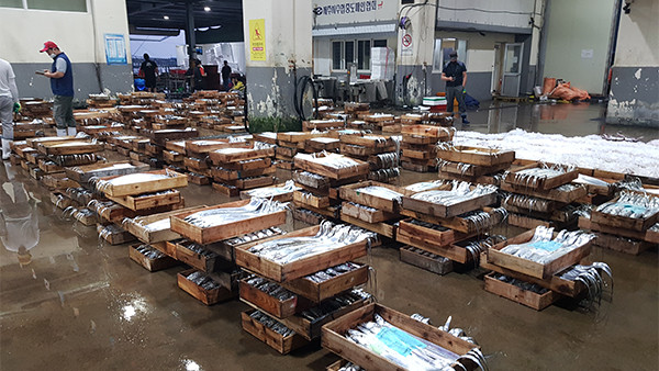 2일 오전 제주시수협수산물공판장에 밤 사이 제주 인근해역에서 잡아온 갈치들이 가득 쌓여 있다. 김봉철 기자