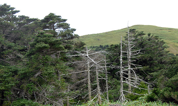 지구온난화 등 기후변화는 국내는 물론 제주지역 생태계에 적잖은 영향을 줄 것으로 전망된다. 사진은 한라산 구상나무. 자료사진.
