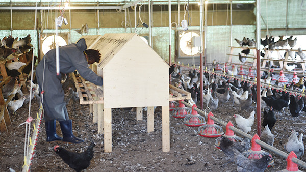 제주지역에 연일 폭염특보가 이어지면서 18일 제주시 애월읍 구엄리에 있는 양계농장에서는 더위에 취약한 닭의 생육상태를 살피고, 실내온도를 낮추기에 안간힘을 쓰고 있다. 김용현 기자