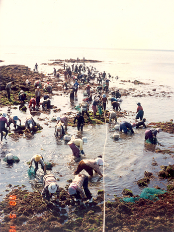 해녀들이 자율관리어업 일환으로 갯닦이를 하고 있는 모습.