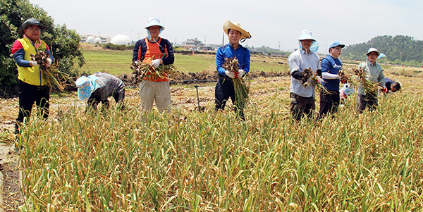 위 사진은 기사와 직접적인 관련이 없습니다. 마늘수확 일손돕기. 자료사진