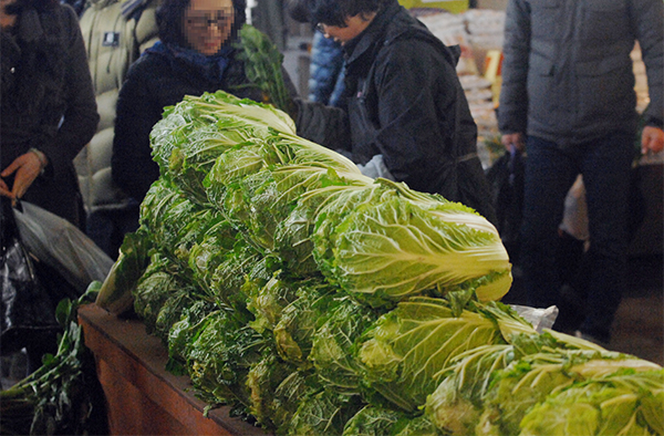 배추.  자료사진