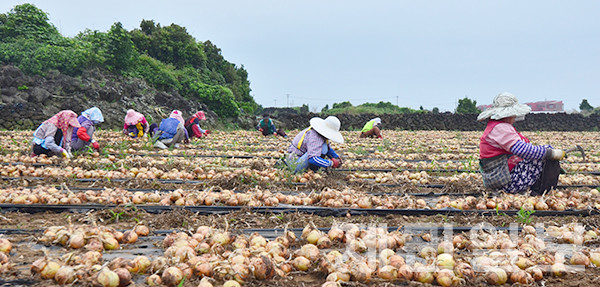 양파 수확.  (자료사진)