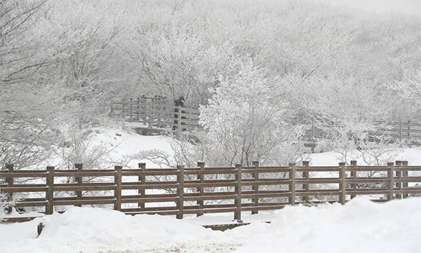 제주도 산지에 밤부터 대설특보가 예보된 6일 오전 한라산 1100고지 습지를 찾은 한 탐방객이 설경을 감상하고 있다.  사진=연합뉴스
