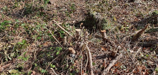 제주시가 최근 저지 곶자왈 일부 구역에 심어진 일부 수목이 훼손된 사실을 확인하고 자치경찰에 수사를 의뢰했다.
