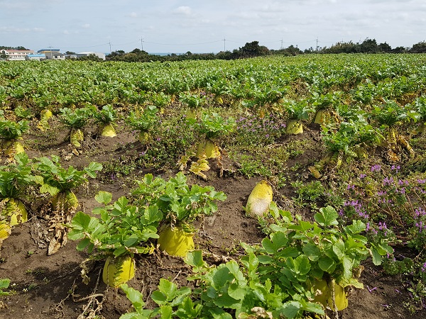 3일 제주시 구좌읍에서 수확을 앞둔 월동무. 김봉철 기자