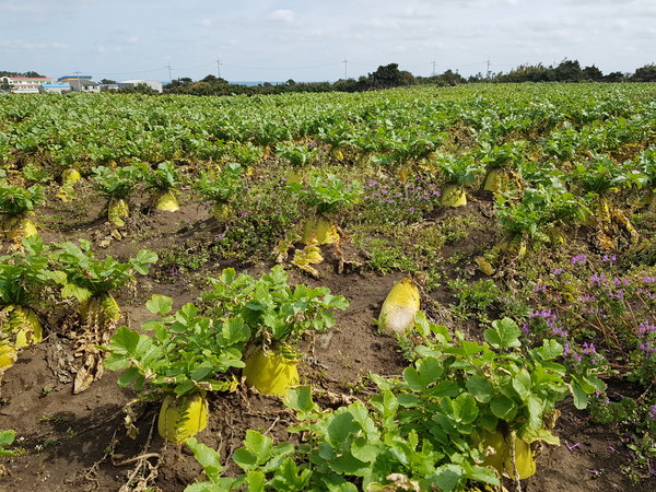 도내 월동무 농가에서 2020년산 월동무들이 수확을 기다리고 있다.