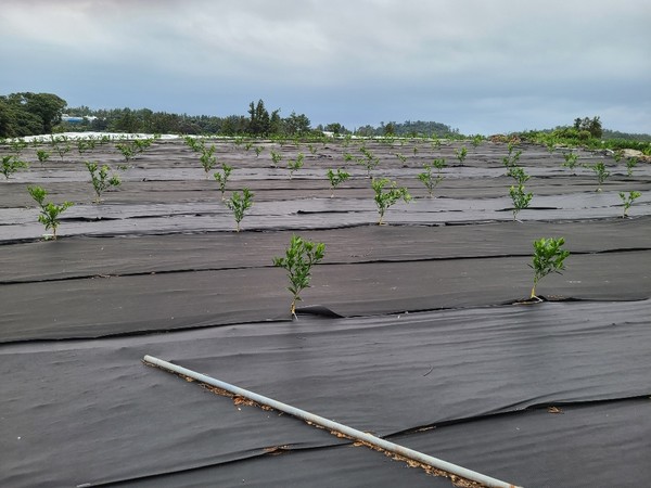 서귀포시는 올해 고당도의 고품질 감귤을 생산하는 기반을 조성하기 위해 감귤우량묘 생산기반 전초기지를 구축한다. 사진은 품종갱신에 참여한 서귀포시 상효동 농가 과수원 모습.