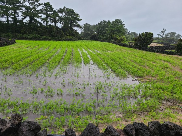 지난해 9월 3일 태풍 '마이삭'으로 물폭탄에 잠겼던 제주시 구좌읍 지역 당근밭이 7일 태풍 '하이선'으로 다시 잠긴 모습.