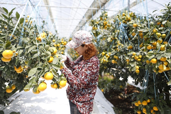 하우스감귤.  자료사진