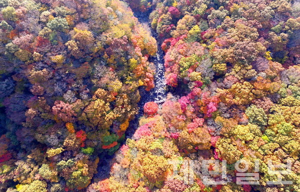 한라산 천아계곡 단풍. 김용현 기자