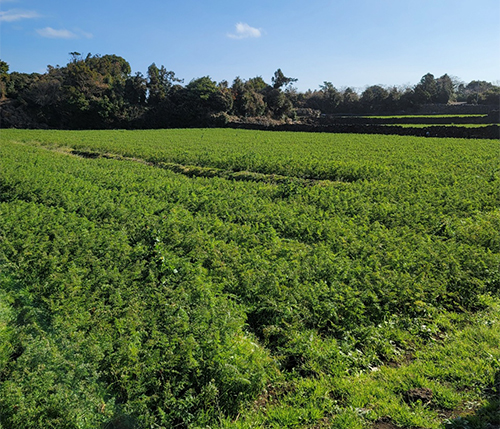 3일 제주시 구좌읍 당근밭이 수확기를 맞았지만 가격 하락으로 수확에 나서지 못하고 있다.  독자 제공