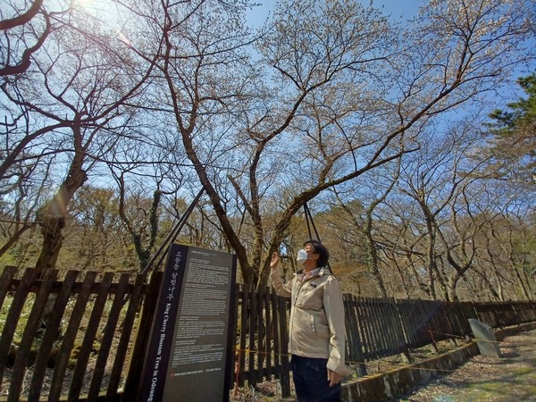 김찬수 한라산생태문화연구소장이 제주에서 자생하는 왕벚나무 군락지를 관찰하고 있다.