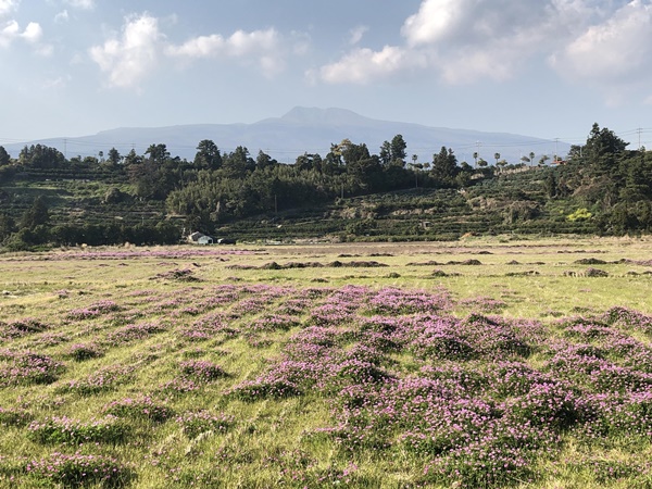 서귀포시 하논분화구.