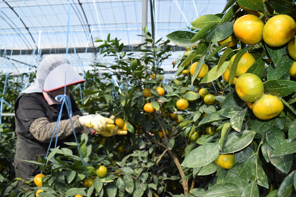 20일 오전 서귀포시 남원읍 위미리 농가(대표 김한규) 과원에서 올해산 첫 하우스감귤이 수확되고 있다. 제주도 제공