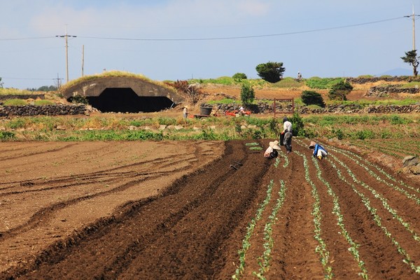 알뜨르비행장.                    제주관광공사 자료사진