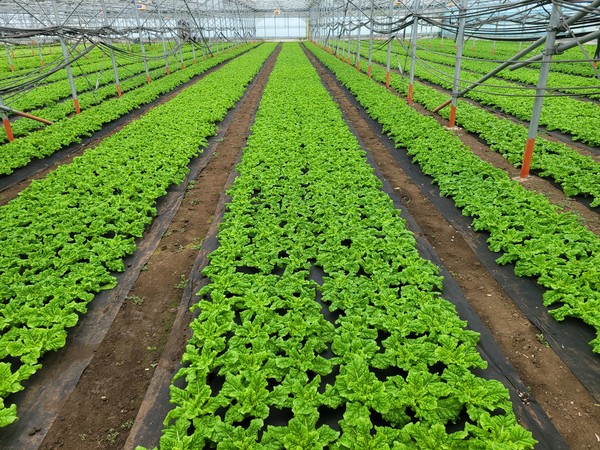 시설상추 이상기상 대응 원예작물 안정생산 기술시범 모습.