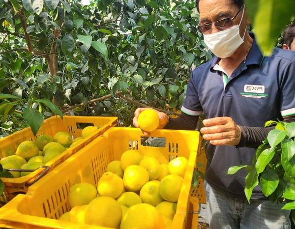 18일 서귀포시 한남리 소재 농가에서 올해산 황금향이 수확되고 있다.