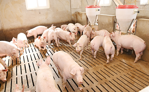 한림읍 소재 우진축산은 악취억제와 분뇨처리, 최상의 사육환경 등에 초점을 맞춰 돈사를 신축·운영하고 있다. 김용현 기자