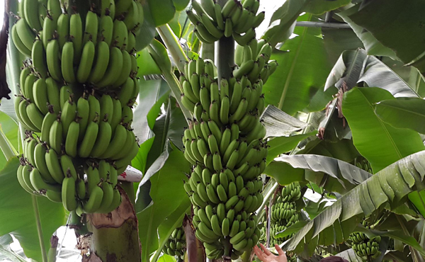 바나나 자료사진.