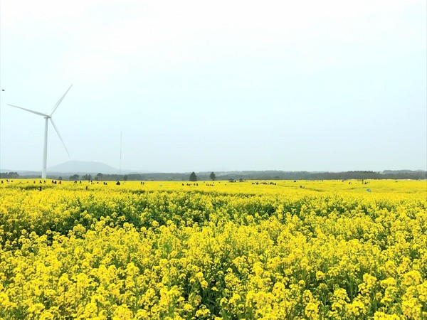 서귀포시는 새로운 대체 작물 수급체계를 구축해 오는 2024년까지 지역 특화작물 재배면적을 1000㏊로 확대한다는 계획을 마련했다.