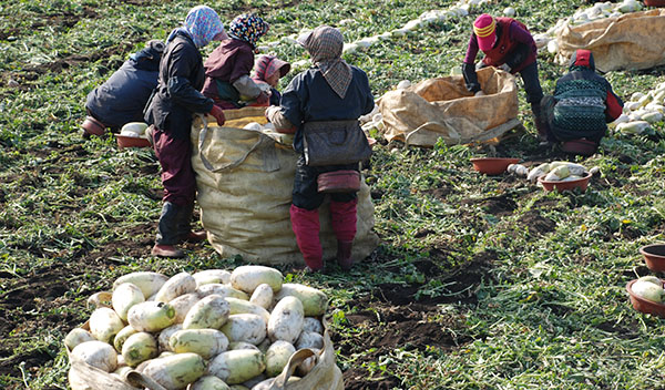 월동무를 수확하는 농민들 모습.  자료사진