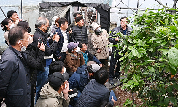 강만희 감귤명인은 지난 3월21일 서귀포시 남원읍 위미리 자신의 하우스온주 농장에서 서귀포시 지역 감귤농가를 대상으로 현장 교육을 실시했다. 김용현 기자