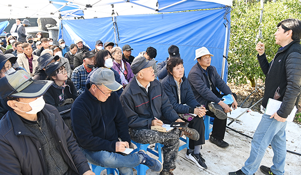김진성 명인(성목이식-조생)은 지난 3월27일 서귀포시 남원읍 신례리 자신의 감귤농장에서 감귤농가를 대상으로 고품질 농법에 대해 교육을 진행했다. 김용현 기자