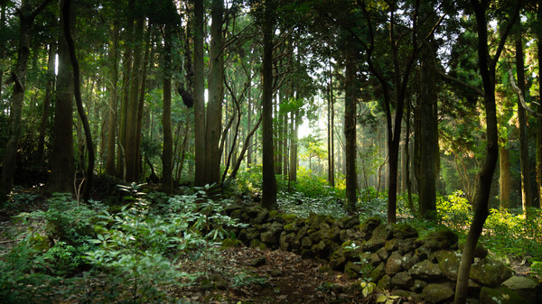 치유의숲.자료사진