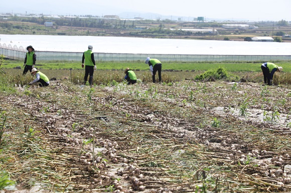 10일 서귀포시 대정읍에 위치한 마늘밭에서 제주농협 마늘수확봉사단원들이 수확 작업을 펼치고 있다. 윤승빈 기자