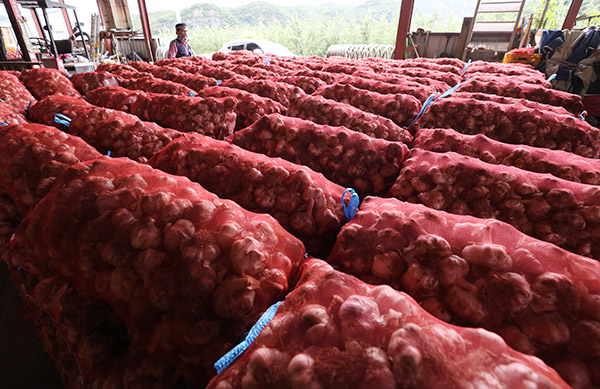 수매 앞두고 쌓여 있는 마늘.사진=연합뉴스 자료사진.