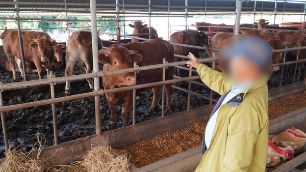 1일 서귀포시 대정읍에서 홀로 소 100여마리를 키우는 A씨(68)가 럼피스킨병 백신 자가접종 고민으로 한숨을 내쉬고 있다. 고기욱 기자