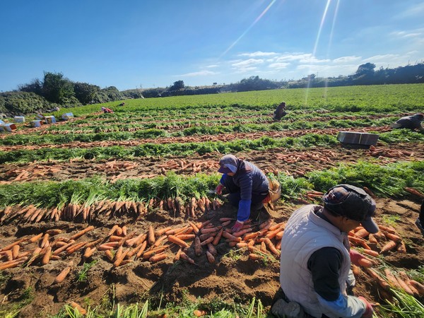 21일 월정리 당근밭에서 인부들이 당근 수확에 한창이다. 윤승빈 기자