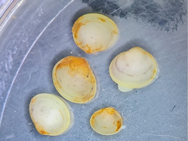 한라산에 분포가 확인된 산골조개.