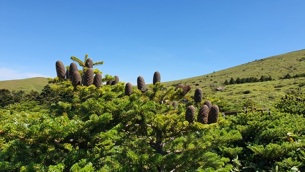 구상나무꽃 한라산은 전 세계에서 가장 넓은 구상나무 숲을 갖고 있다.