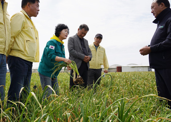 김애숙 제주도 정무부지사가 지난달 28일 서귀포시 대정읍 마늘농가에서 벌마늘 피해를 점검하고 있다.