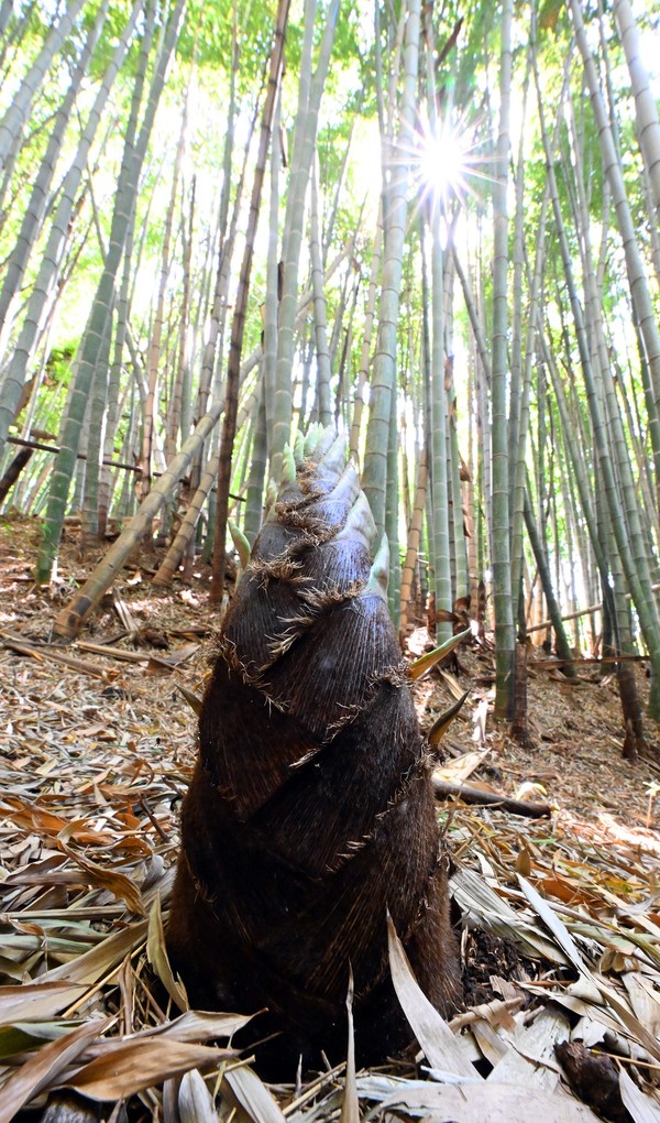 어두운 땅을 뚫고 나온 죽순은 하늘을 향해 올곧게 솟아오른다. 죽순은 땅 위로 싹을 밀어 올리기 위해 어두운 땅속에서 온갖 인내를 갖고 성장의 힘을 쌓아둔다. 현재 제주도는 땅속같은 시련속에 있지만 재도약을 위해 힘을 모으는 고난의 과정에 있다. 작은 죽순이 땅을 뚫고 하늘을 향해 수십미터의 대나무로 성장하듯, 제주도민은 위기를 뚫고 재도약할 것이다. 6월2일 창간 34주년을 맞은 제민일보 역시 제주지역 대표 정론지로서의 사명을 다하고, 위기를 함께 극복하면서 올곧게 하늘을 향해 뻗어나갈 것이다. 김용현 기자