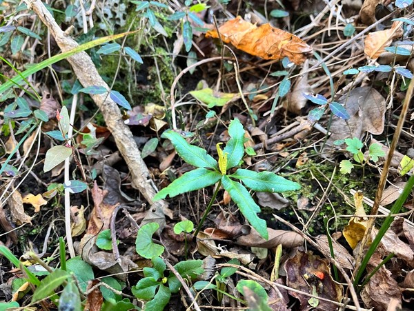 제주 고사리삼의 모습.