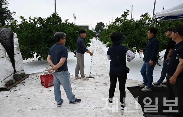김진성 성목이식-조생 명인이 지난 14일 감귤 농가를 대상으로 고품질 감귤 재배 교육을 실시했다.