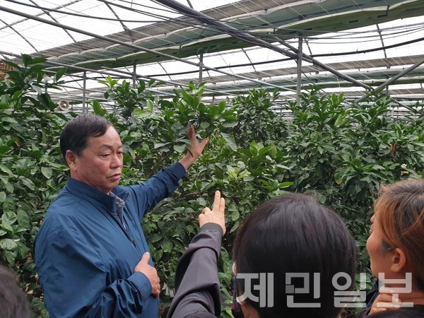 강만희 비가림온주 명인