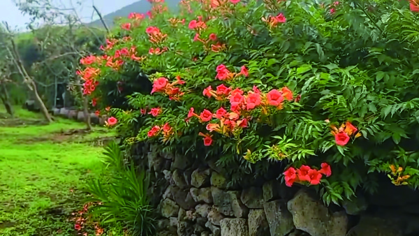 능소화 꽃길에는 돌담 따라 능소화가 화려하게 피어난다. 이달 말 만개에 맞춰 능소화 축제가 열려 방문객들을 맞는다.