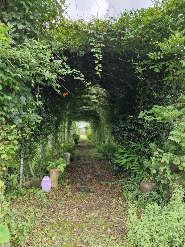 맥주의 원료인 율초(홉)가 자라는 맥주꽃길. 덩굴원은 이처럼 각각의 테마를 가진 다양한 덩굴터널들이 있다. 김봉철 기자