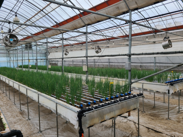 양액재배 쪽파.