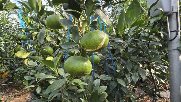 껍질이 갈라지는 열과 피해가 발생한 레드향 열매.