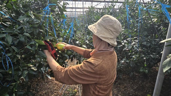 서귀포시 토평동에서 레드향 농사를 짓고 있는 현선미씨가 열과 피해를 입은 열매를 처리하고 있다.