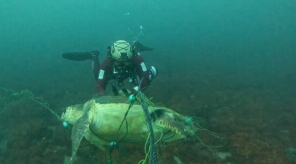 해경이 바다거북의 구조를 위해 폐그물을 제거하고 있다.
