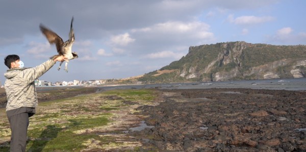 제주야생동물구조센터의 치료를 받은 멸종위기종 물수리가 지난 1일 성산일출봉 주변 광치기해변에서 자연의 품으로 돌아갔다. 센터 제공