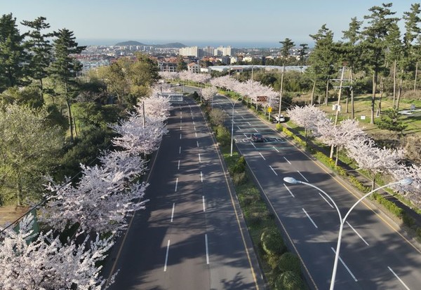 제주도가 도시와 자연의 공존을 목표로 '제주숲 공간혁신 시즌2' 구상안을 발표했다. 사진=제주도 제공.