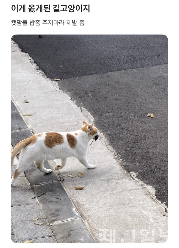 길고양이에 대한 먹이 제공을 두고 도내 한 대학가에서 이른바 '캣맘·캣대디'를 둘러싼 갈등이 빚어지고 있다.전예린 기자 